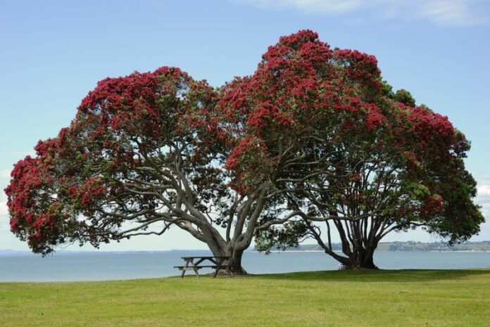 Pohutukawa-Tree-Beside-an-Auckland-Beach-1